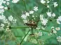 Alosterna tabacicolor (De Geer, 1775)