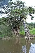 Mangrove du marais de Kaw.