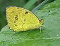 Ixias pyrene