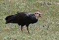 Ibis du Cap (Geronticus calvus).