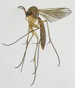 Exechia fusca.