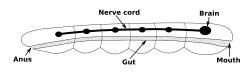 A rod-shaped body contains a digestive system running from the mouth at one end to the anus at the other. Alongside the digestive system is a nerve cord with a brain at the end, near to the mouth.