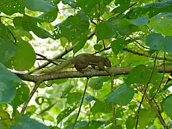 Callosciurus notatus Parc national du Gunung Mulu, Sarawak