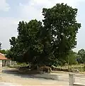 Mûrier