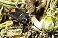 Gonianotini : Aphanus rolandri.