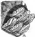 No&nbsp;1 Dessin de Drouyn (1857)