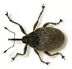 Ceutorhynchus napi vue dorsale d'une espèce sœur.