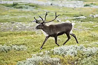 Un renne (Rangifer tarandus).