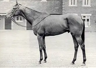 Image illustrative de l’article Ribot (cheval)