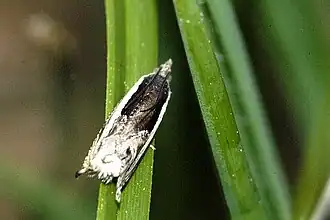 Description de l'image Ancylis.apicella.jpg.