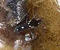 Veliidae (Velia rivulorum).