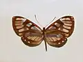Ithomia avella