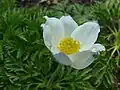 Pulsatilla alpina subsp. alpina