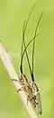Calamobius filum (Rossi, 1790)