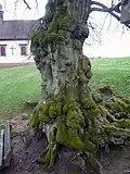 Tronc d'un ancien Tilia à Frankenbrunn, Bavière.