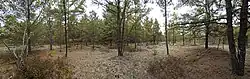 Vue panoramique de la réserve écologique du Pin-Rigide. On peut y voir quelques arbres ainsi que quelques arbustes. Le sol est tapissé de mousses et de lichens. Des branches mortes peuvent également être observées au sol.