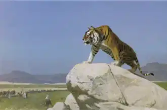 Tigre aux aguets.