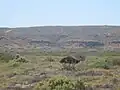 Émeu d'Australie