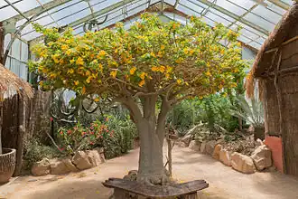 Uncarina grandidieri