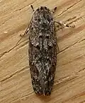 Agriophara nodigera