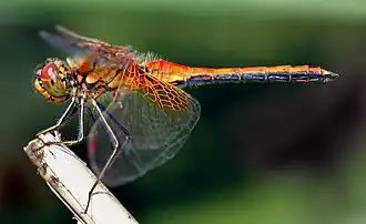 Sympetrum flaveolum (Libellulidae)