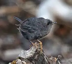 Mérulaxe des Andes (Scytalopus magellanicus)