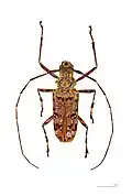 Macropophora trochlearis Muséum de Toulouse