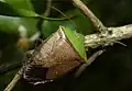 Groupe d’Hypoxys triangularis: H. triangularis, Brésil