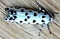 Lichenaula maculosa