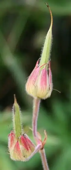 Photographie de deux fleurs avec des graines longues et pointues