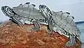 Tortue d'eau douce