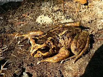 Description de l'image Alsodes_verrucosus.jpg.