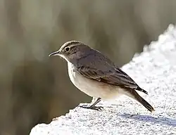Géositte à ailes rousses (Geositta rufipennis)