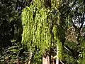 Alstonia scholaris, feuilles et graines.