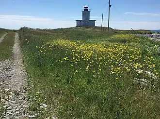 Île White Head