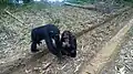 Chimpanzés