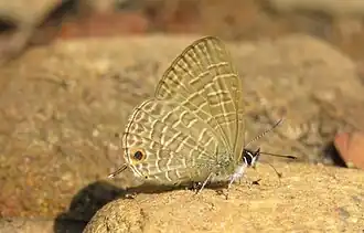 Nacaduba beroe