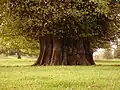 Tilleul ancien à Chilston Park, Angleterre.