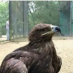 Aigle.