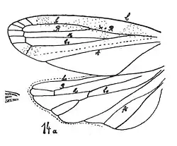 Aphrophora Coquandi femelle 1937 Nicolas Théobald holotype éch. II p. 368 pl.,XXVII Hémiptères du Stampien d'Aix-en-Provence nervures des ailes.