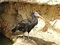 Ibis chauve (Geronticus eremita).