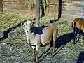 Mouton du Cameroun