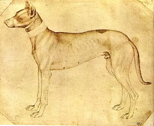 Étude de chien muselé debout (Louvre no&nbsp;2344).