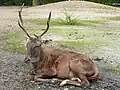 Cervus elaphus barbarus.