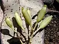 Fruits de C. pubescens