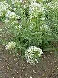 Centranthus ruber f. 'albus'.
