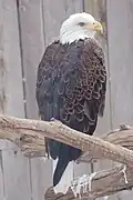 Un pygargue à tête blanche.