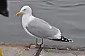 Goéland argenté