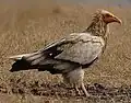 Neophron percnopterus majorensis