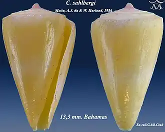 Description de l'image Conus sahlbergi 1.jpg.